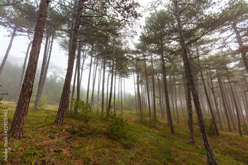 Fototapeta z sosnowym lasem fairytale-forest-on-misty-morning