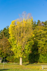 distinctive autumn tree 2