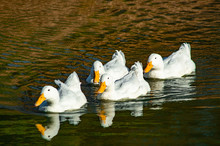 Large White Amercian Peking Aylesbury Duck On Pond