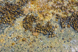 Fototapeta Do akwarium - Mussels growing on beach shore