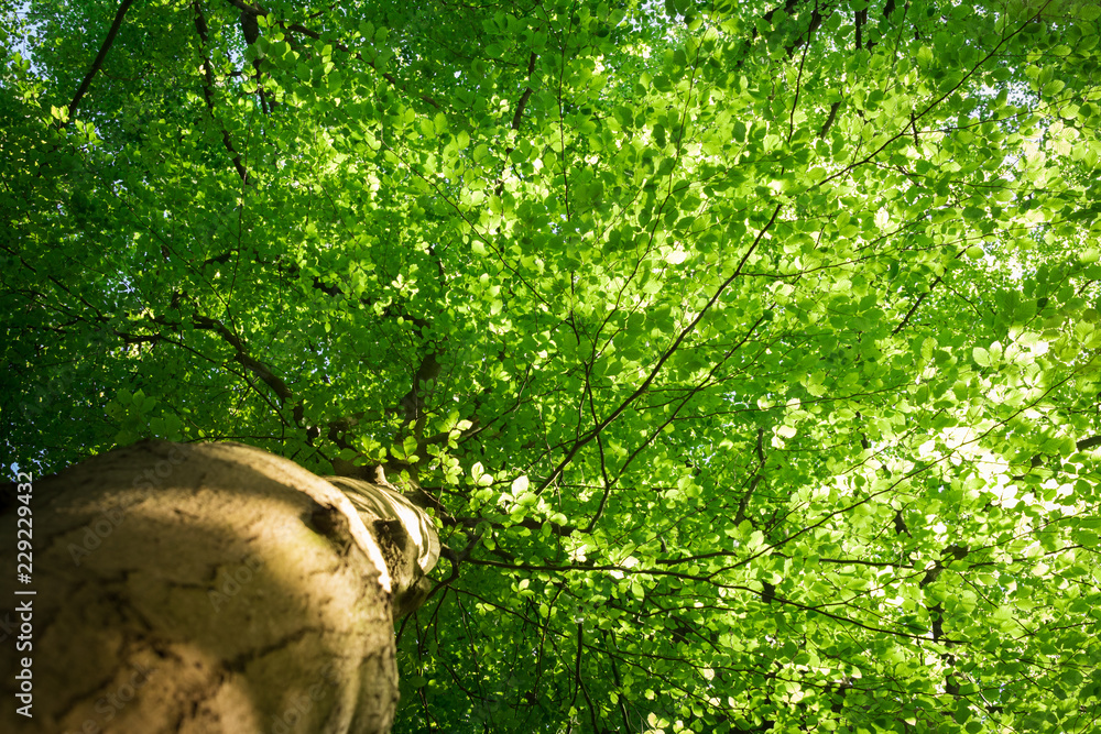 Bottom view of the foliage of a beech tree in the spring with the light ...