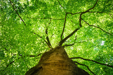 bottom view, along the trunk, of the fresh green foliage of a beech tree in the spring, with the bra