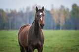 Fototapeta Konie - Portrait of a horse on the pasture in autumn