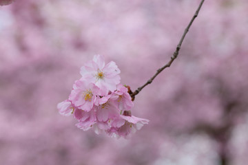 Sticker - Cherry blossoms in the city Park. Pink Blossoms in Central Park Landscape