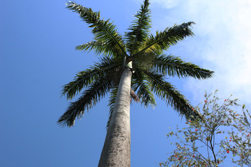 Palm tree with blue sky