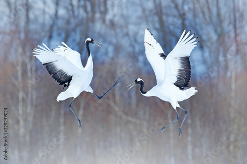 Fotografie, Obraz Dancing pair of Red-crowned crane with open wings, winter Hokkaido, Japan