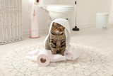 Fototapeta Koty - Cute cat playing with roll of toilet paper in bathroom