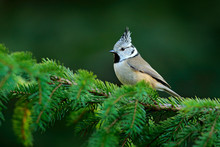 Crested Tit Sitting On Beautiful Lichen Branch With Clear Yellow Background. Bird In The Nature Habitat. Detail Portrait Of Songbird With Crest. Wildlife Scene From Fall Forest.