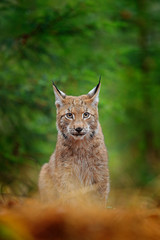 Wall Mural - Eurasian lynx walking. Wild cat from Germany. Bobcat among the trees. Hunting carnivore in autumn grass. Lynx in green forest. Wildlife scene from nature, Czech, Europe.