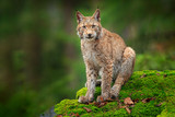 Lynx in the forest. Sitting Eurasian wild cat on green mossy stone, green in background. Wild lynx in the nature habitat, Germany, Europe. Beautiful animal, face portrait. Wildlife scene from nature.