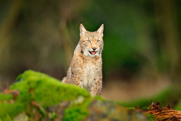 Wall Mural - lynx in the forest. sitting eurasian wild cat on green mossy stone, green in background. wild cat in