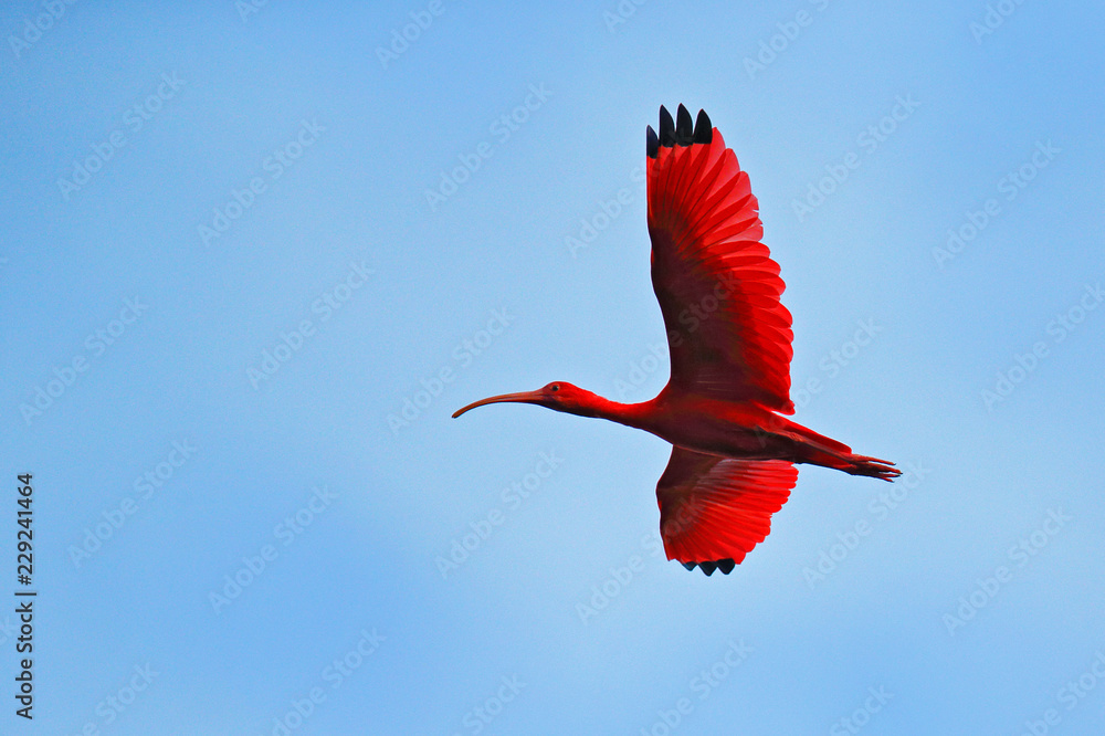 Scarlet Ibis, Eudocimus ruber, exotic red bird, nature habitat, bird colony sitting on the tree, Caroni Swamp, Trinidad and Tobago, Caribbean. Flock of ibis, wildlife nature. - obrazy, fototapety, plakaty 