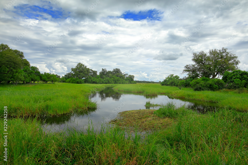 Africa landscape in green season. Khwai river with grass and trees, Moremi, Okanvango delta, Botswana, Africa. - obrazy, fototapety, plakaty 