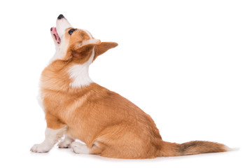 Wall Mural - Welsh corgi isolated on white background