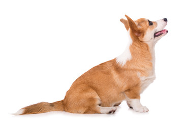 Wall Mural - Welsh corgi dog isolated on white background