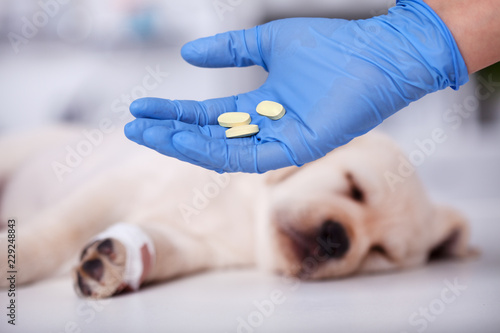 Obraz Dibond Veterinary care professional hand holding pills to be given to a puppy dog
