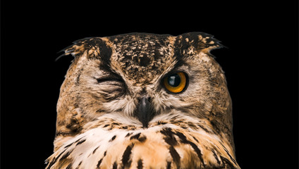 Wall Mural - The horned owl with one open eye. Isolated on a black background.