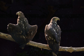 Wall Mural - Two eagles are sitting on a tree branch on a dark background.