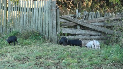 Wall Mural - Piglets playing and jolly run in farm yard. Funny pigs. Young baby piglets play in yard. Farm animals. Piglets running in rural yard