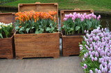 Fototapeta  - Kwitnące tulipany w ozdobnych drewnianych skrzyniach