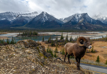 Bighorn sheep (Ovis canadensis), Jasper National Park, Alberta, Canada