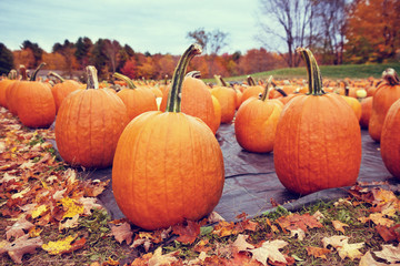 Wall Mural - Pumpkins for sale at a pumpkin patch in autumn. Colorful fall trees in the background.