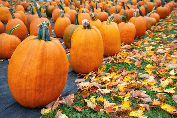 Wall Mural - Pumpkins for sale at a pumpkin patch in autumn. Colorful fallen leaves in the foreground.