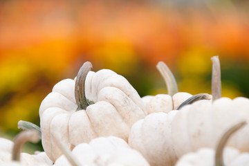 Wall Mural - Closeup of white mini pumpkins against autumn colors. Copy space.