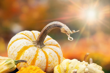 Wall Mural - Closeup of Mini Tiger Striped pumpkin against autumn colors. Gourds in the foreground. Copy space.