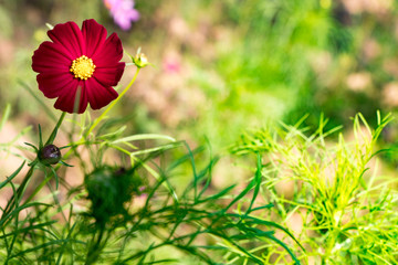 Wall Mural - Cosmos flowers blooming in the garden. red cosmos flowers garden, soft focus and look in blue color tone.Cosmos flowers blooming in Field.