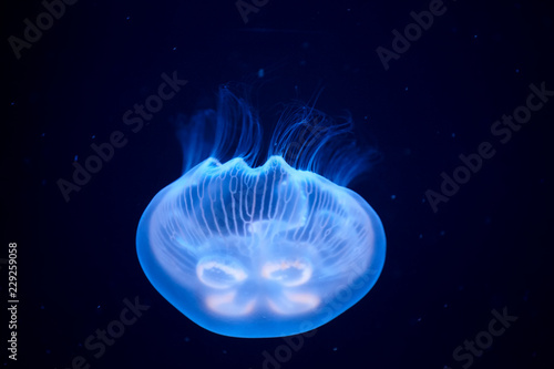 Fotografía Jellyfish illuminated with blue light swimming in aquarium