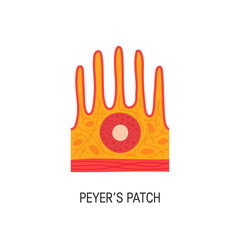 peyer's patch vector illustration