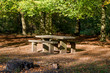 © adfoto - Savernake Forest - England's larger forest