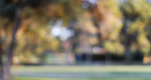 Blurred Backdrop Of City Park Trees In Autumn For Compositing