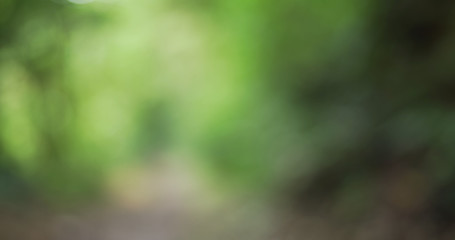 Blurred background of trekking trail through rainforest in Monteverde
