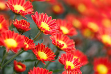 Red Chrysanthemum With Selective Focus