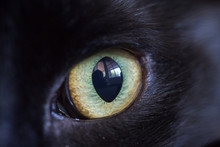 Cat's Eye Close-up