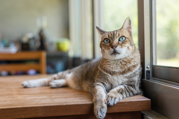 Wall Mural - tabby cat sit