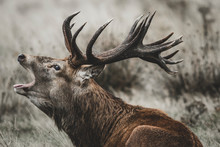 Red Deer (Cervus Elaphus) Stag Bellowing During The Rut