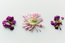 Close Up Of Deconstructed Flowers
