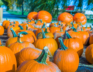 orange pumpkins at outdoor farmer market