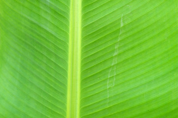 close up banana leave