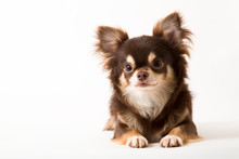 Chihuahua Dog Laying On White Studio Background