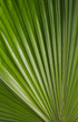 © Viktoriia - Palma photo. Palm leaf photo. A palm leaf is a texture. Palm backdrop. photo Palm leaf texture
