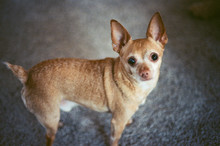 Sweet Chihuahua