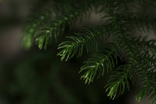 Norfolk Pine (Araucaria Heterophylla)