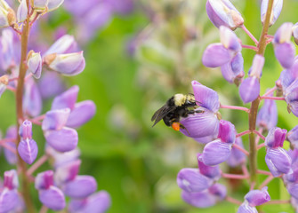 Wall Mural - Wild Bumblebee (Bombus) feeding on a purple lupine flower (Lupinus)