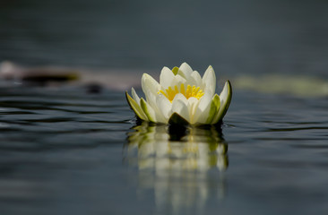 A bloom of a waterlily