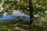 Fototapeta Na ścianę - Осень, дуб на берегу пруда.