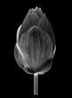 lotus flower white and black isolated on white background